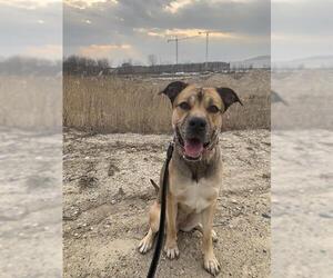 German Shepherd Dog-Mastiff Mix Dogs for adoption in London, Ontario, Canada