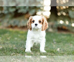 Small Photo #3 Cavalier King Charles Spaniel Puppy For Sale in WARSAW, IN, USA