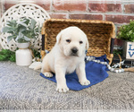Small #2 Labrador Retriever