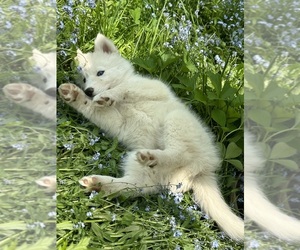 Siberian Husky Puppy for sale in PRATTSBURGH, NY, USA