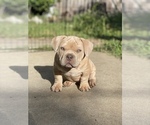 Small Photo #1 American Bully Puppy For Sale in SANTA CRUZ, CA, USA
