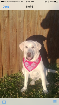 Medium Photo #1 Labrador Retriever Puppy For Sale in DALLAS, TX, USA