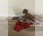 Small Photo #4 Vizsla Puppy For Sale in GREER, SC, USA