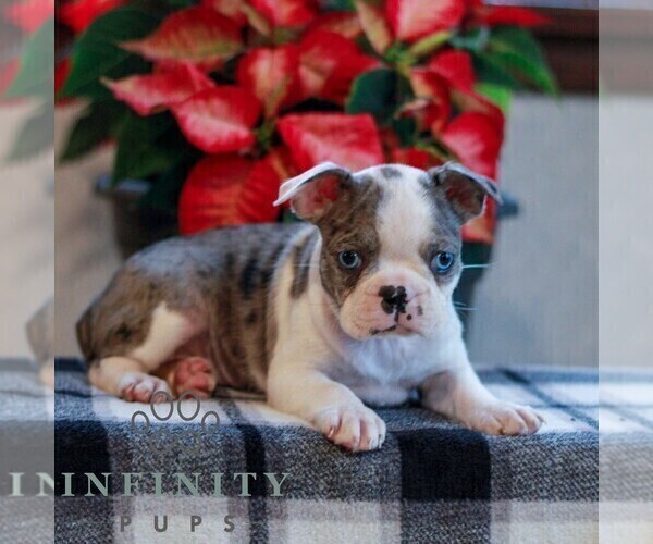 Medium Photo #4 Boston Terrier Puppy For Sale in MYERSTOWN, PA, USA