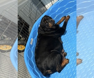 Mother of the Rottweiler puppies born on 06/16/2025