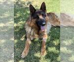 Small #1 German Shepherd Dog