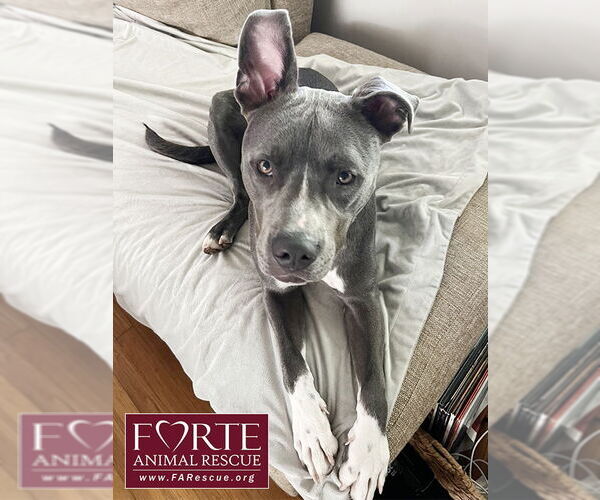 Medium Photo #5 American Staffordshire Terrier-Unknown Mix Puppy For Sale in Marina del Rey, CA, USA