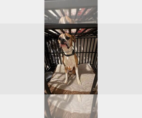 Medium Photo #1 Boxer Puppy For Sale in Austin, TX, USA