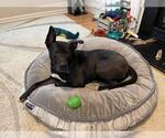 Small #16 Labrador Retriever Mix