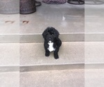 Small Photo #4 Portuguese Water Dog Puppy For Sale in BALDWIN, KS, USA