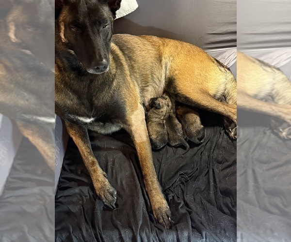 Medium Photo #16 Belgian Malinois Puppy For Sale in JACKSONVILLE, FL, USA