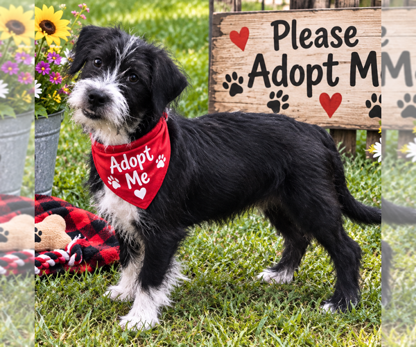 Medium Photo #2 Affenpinscher-Unknown Mix Puppy For Sale in Yardley, PA, USA