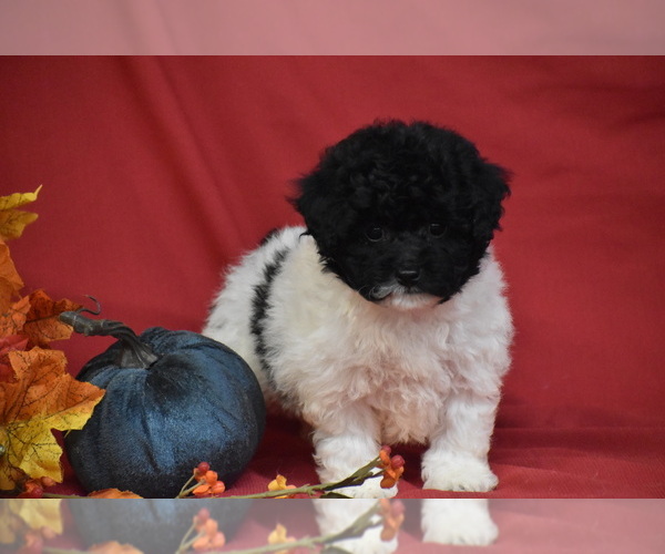 Medium Photo #3 Bichpoo Puppy For Sale in ELDORADO, OH, USA