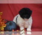 Patches - Female Bichpoo Puppy for Sale - Photo #3