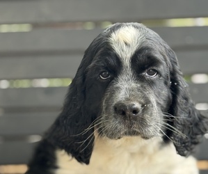 English Springer Spaniel Puppy for Sale in MILAN, Georgia USA