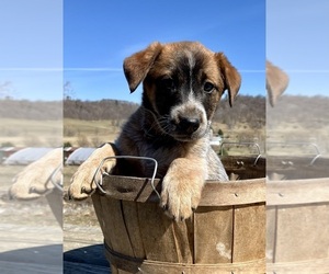 Australian Cattle Dog-Red Heeler Mix Puppy for sale in HILLSBORO, WI, USA