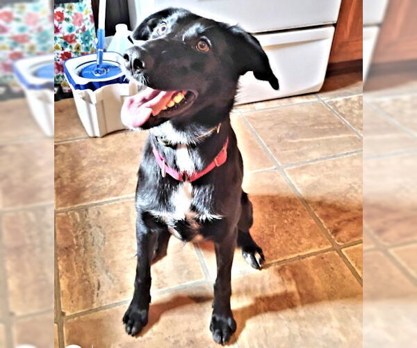 Medium Photo #2 Border-Aussie Puppy For Sale in Rutherfordton, NC, USA