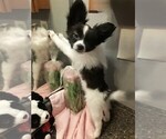 Small #10 Papillon