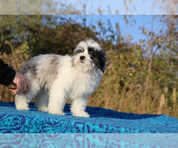 Medium Photo #14 ShihPoo Puppy For Sale in DYERSBURG, TN, USA