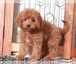 Small #2 Cavapoo