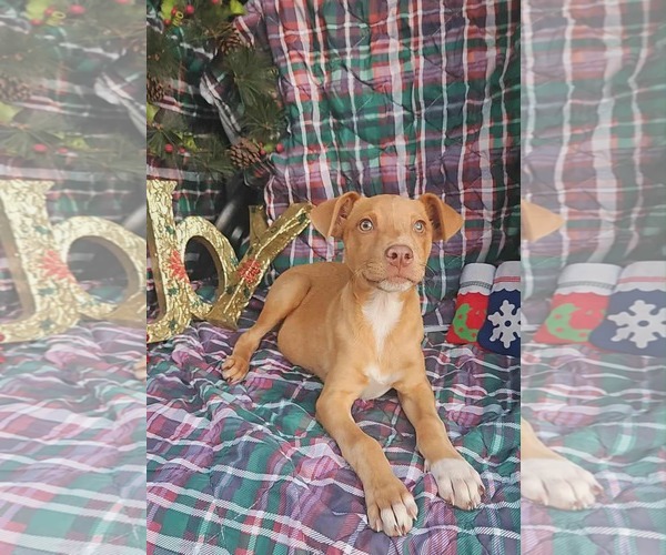 Medium Photo #3 Dachshund-Vizsla Mix Puppy For Sale in Wakefield, RI, USA