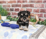 Small #1 Schnauzer (Miniature)