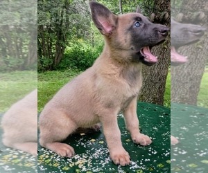 Dutch Shepherd Dog Puppy for sale in BELMONT, NY, USA