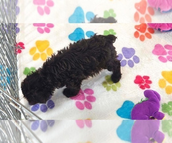 Medium Photo #8 Cockapoo (Toy)-Poodle (Toy) Mix Puppy For Sale in ORO VALLEY, AZ, USA