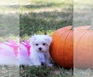 Mother of the Morkie puppies born on 05/10/2025