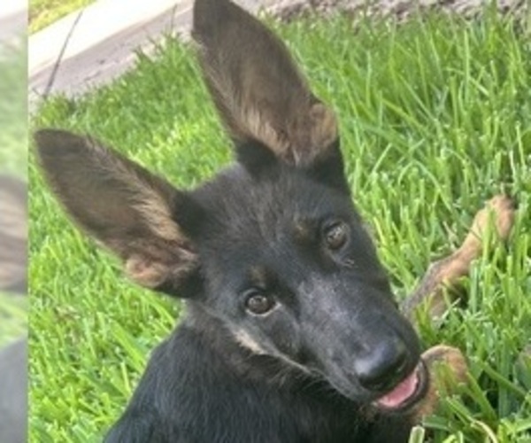 Medium Photo #4 German Shepherd Dog Puppy For Sale in TEMPLE, TX, USA