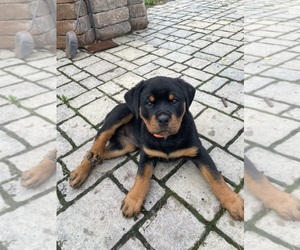 Rottweiler Puppy for sale in OBERLIN, OH, USA