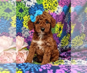 Poodle (Miniature) Puppy for sale in LEOLA, PA, USA