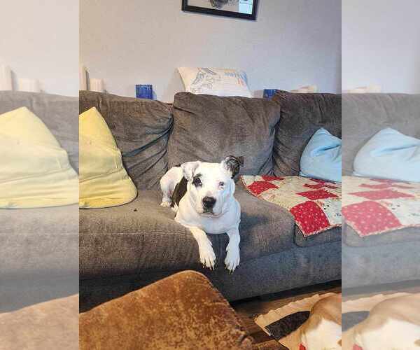 Medium Photo #3 Mutt Puppy For Sale in Waterloo, IA, USA
