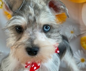 Schnauzer (Standard) Puppy for sale in CENTER HILL, FL, USA