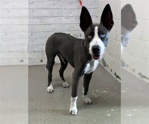 Siberian Husky-Unknown Mix Dogs for adoption in San Bernardino, CA, USA