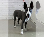 PRINCESS - Female Siberian Husky-Unknown Mix Dog for Adoption - Small photo