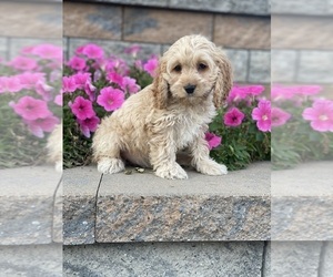 Cockapoo Puppy for sale in CANOGA, NY, USA