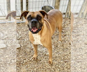 Boxer Dogs for adoption in Austin, TX, USA