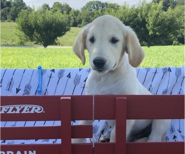 Medium Photo #1 Golden Retriever Puppy For Sale in AUSTIN, KY, USA