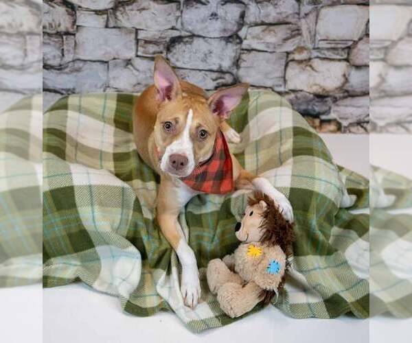 Medium Photo #3 Mutt Puppy For Sale in Kennesaw, GA, USA