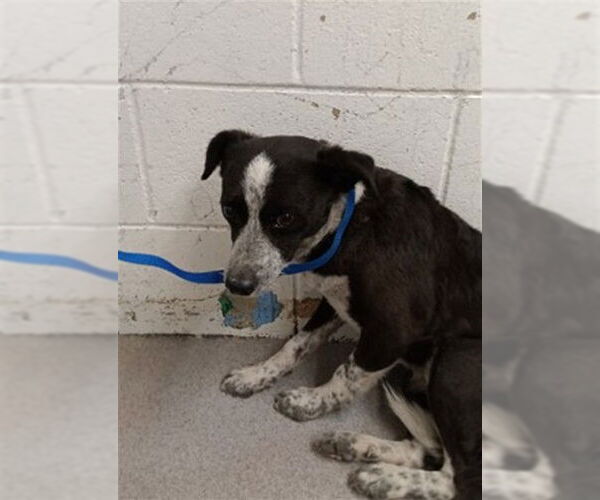 Medium Photo #1 Mutt Puppy For Sale in San Bernardino, CA, USA