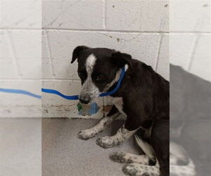 Mutt Dogs for adoption in San Bernardino, CA, USA