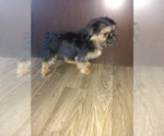 Small #9 Shorkie Tzu