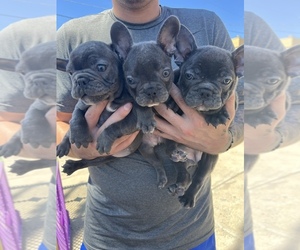 French Bulldog Puppy for sale in SAN DIEGO, CA, USA