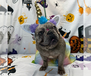 Mother of the French Bulldog puppies born on 09/07/2026