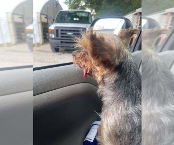 Medium Photo #1 Mutt Puppy For Sale in Abbeville, LA, USA