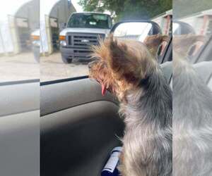 Mutt Dogs for adoption in Abbeville, LA, USA