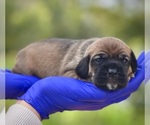 Puppy Puppy 6 Cocker-Pei