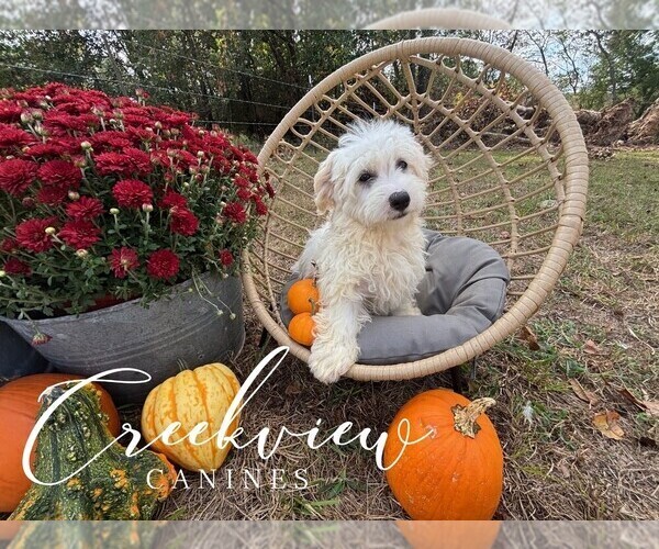 Medium Photo #6 Havachon Puppy For Sale in NIANGUA, MO, USA