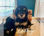 Small Photo #17 Bernedoodle Puppy For Sale in BENTON, KY, USA